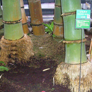 夢の島熱帯植物館200903