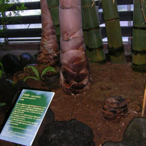 夢の島熱帯植物館200609